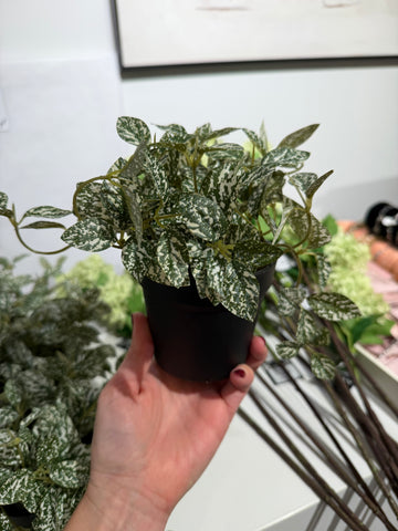 MICA DECORATIONS FITTONIA IN POT GREEN VARIEGATED - H16XD16CM