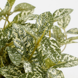 MICA DECORATIONS FITTONIA IN POT GREEN VARIEGATED - H16XD16CM