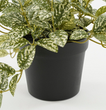 MICA DECORATIONS FITTONIA IN POT GREEN VARIEGATED - H16XD16CM