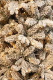 BLACK BOX TREES HARMA PILAR KERSTBOOM LED GROEN FROSTED WARM WIT 200L TIPS 699 EN TIMER & DIMMER - H185XD63CM