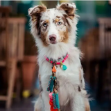 Hond - Dog with a Mission - Dog Necklace Bondi Beach