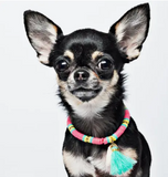 Hond - Dog with a Mission - Dog Necklace Bondi Beach