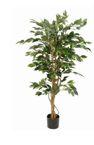Plant - Ficus green in plastic pot - h150xd85cm