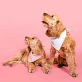 Hond - DOG BANDANA AND SCRUNCHIE SET GREY